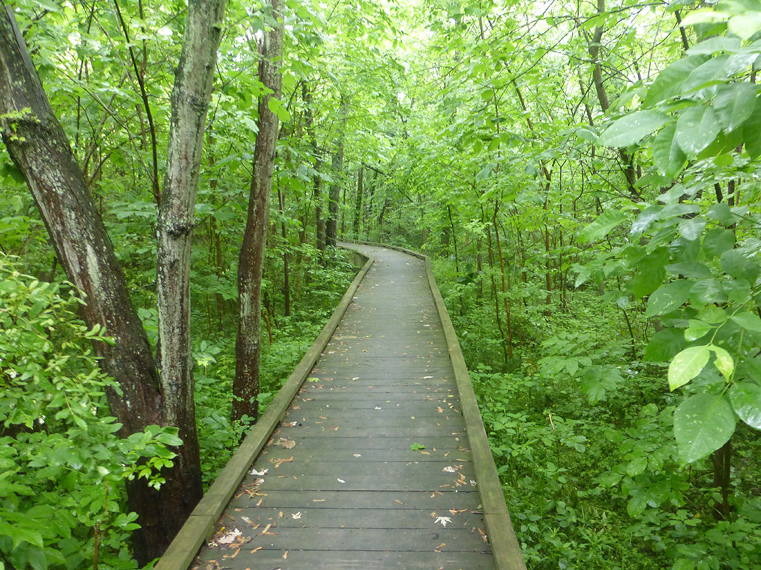 Boardwalk on the Appalachian Trail