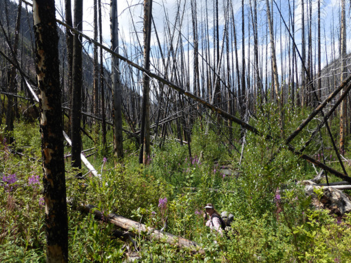Fire-damaged-trail-along-Colonel-Creek,-Mount-Robson-Provincial-Park