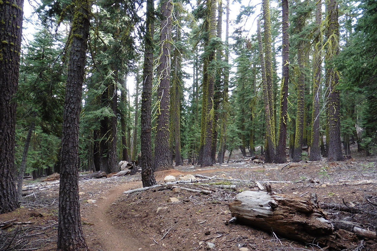 Wooded area near Tahoe City